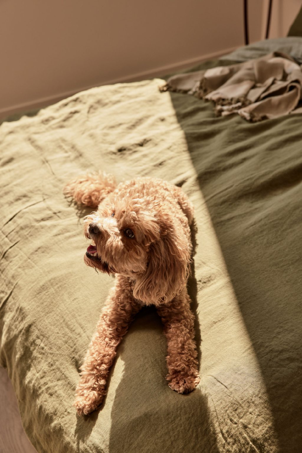 Dog friendly accommodation at Fitzroy & Co by Est