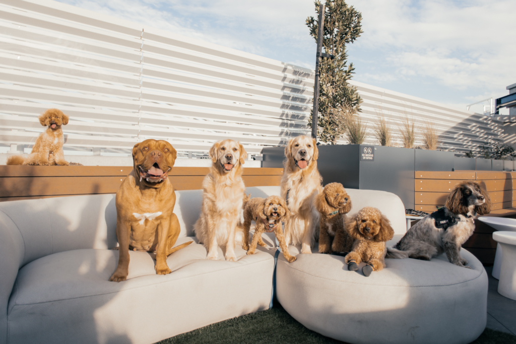 Paws and Pals event at Fitzroy & Co